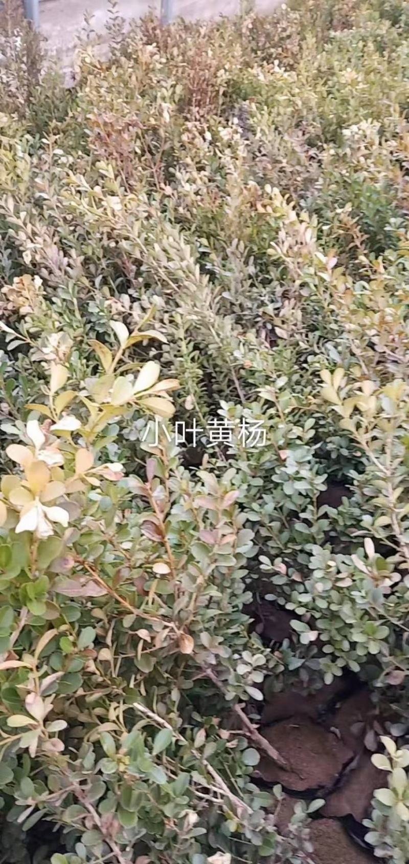 绿化苗木