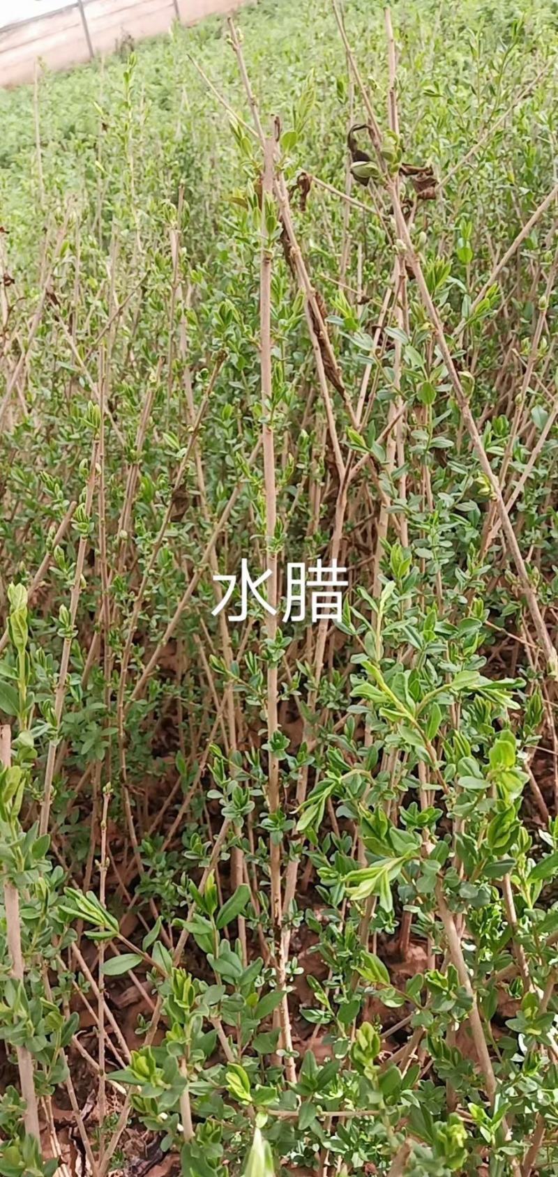 绿化苗木