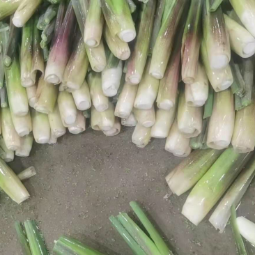 一级精品茭白，肉白个大光泽亮！福建漳州产地浙江品种