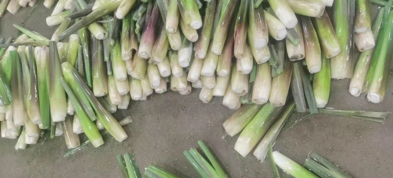 一级精品茭白，肉白个大光泽亮！福建漳州产地浙江品种