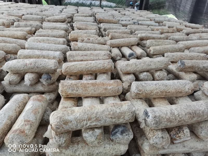 出售香菇出菇菌棒19*58/18.60