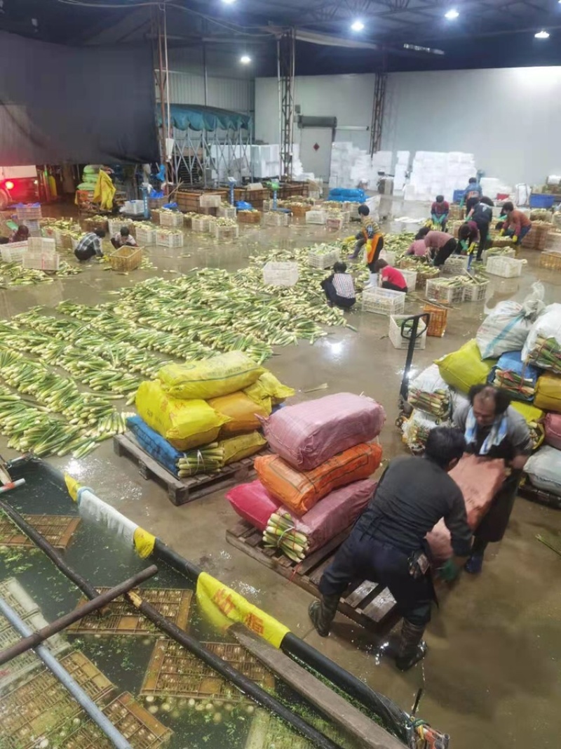 一级精品茭白，肉白个大光泽亮！福建漳州产地浙江品种