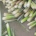 一级精品茭白，肉白个大光泽亮！福建漳州产地浙江品种