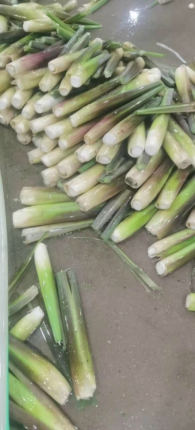 一级精品茭白，肉白个大光泽亮！福建漳州产地浙江品种