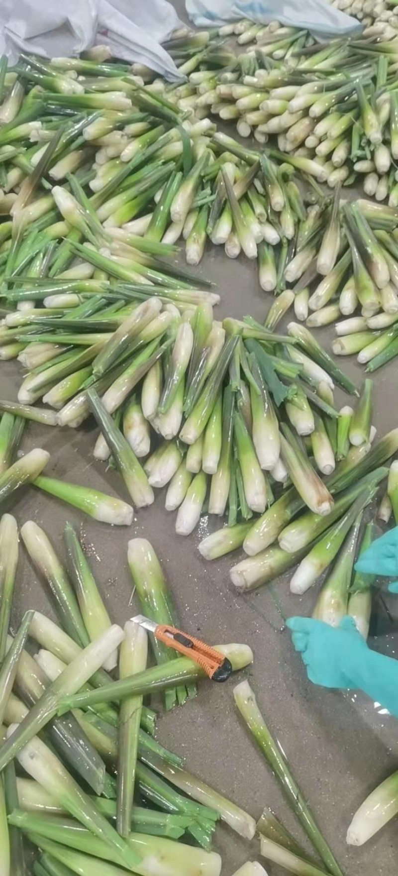 一级精品茭白，肉白个大光泽亮！福建漳州产地浙江品种