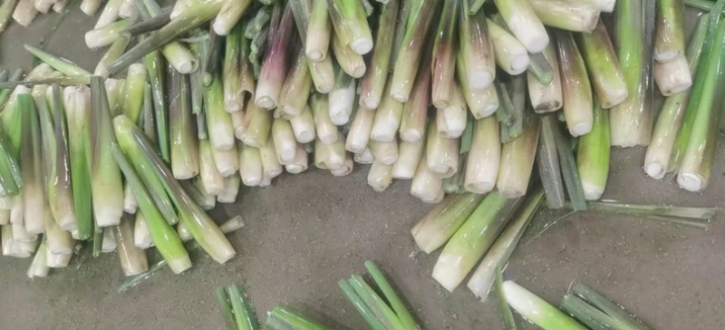 一级精品茭白，肉白个大光泽亮！福建漳州产地浙江品种