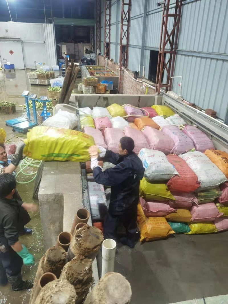 一级精品茭白，肉白个大光泽亮！福建漳州产地浙江品种