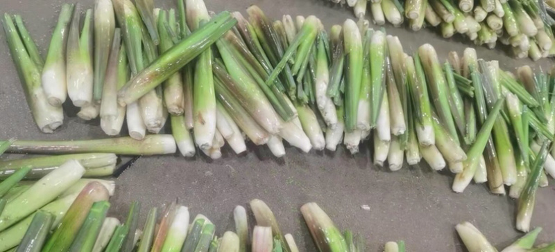 一级精品茭白，肉白个大光泽亮！福建漳州产地浙江品种