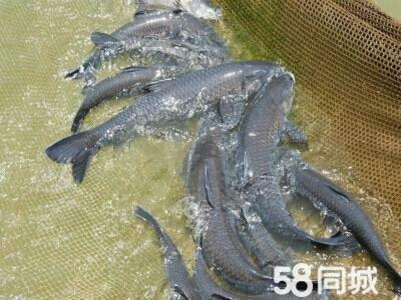 大量批发各种规格的鲫鱼，四大家鱼，垂钓专供