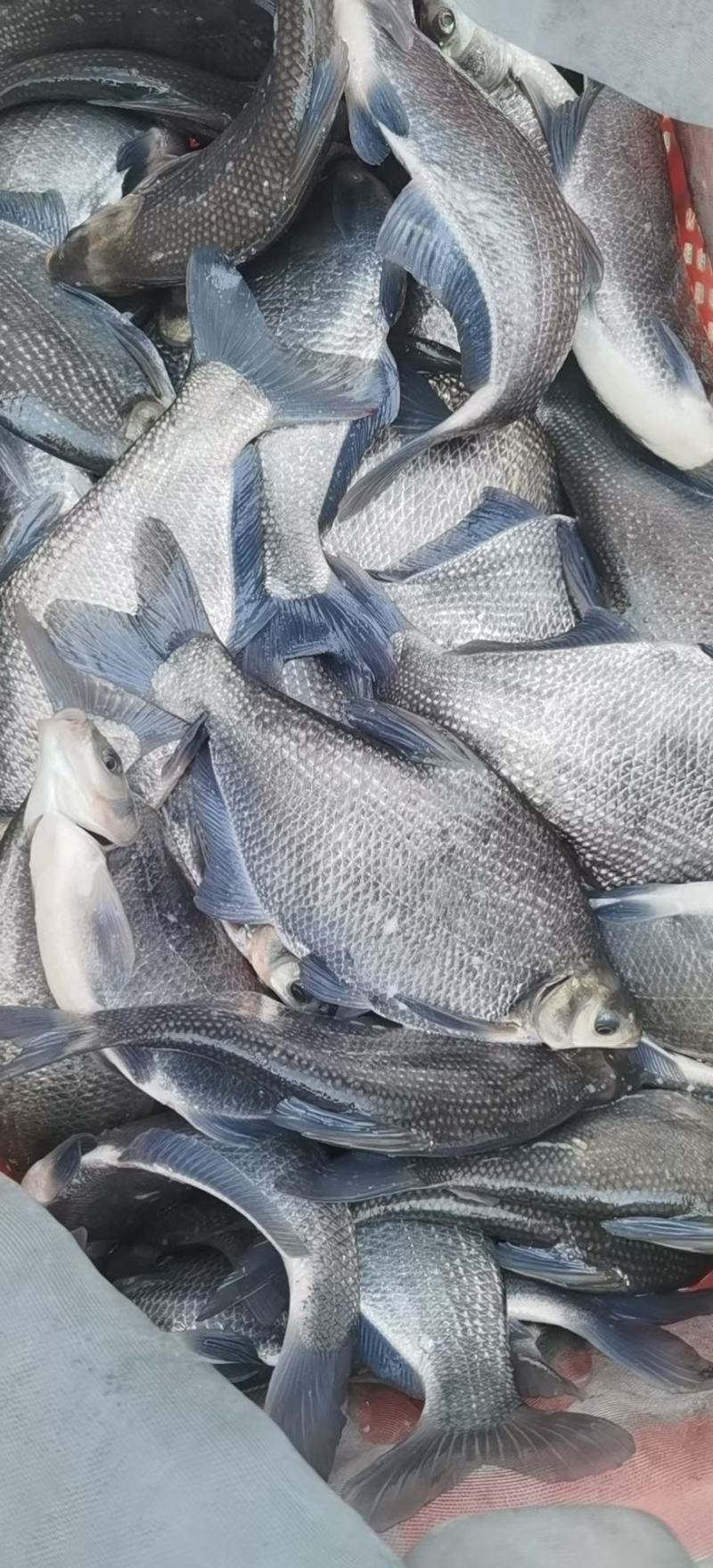 大量批发各种规格的鲫鱼，四大家鱼，垂钓专供