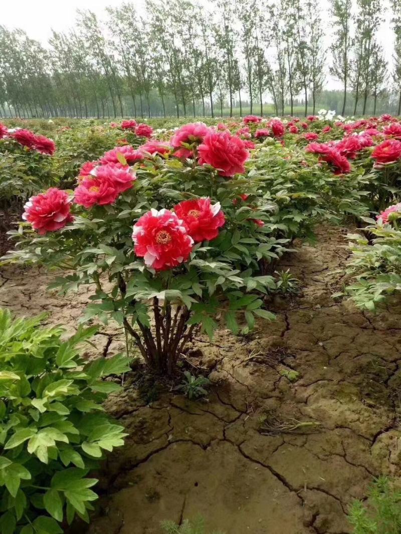 观赏牡丹，山东省菏泽市牡丹种植基地经典品种霓虹幻彩