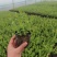 基地大量供应彩叶杞柳，彩叶杞柳杯苗发、质优价廉，