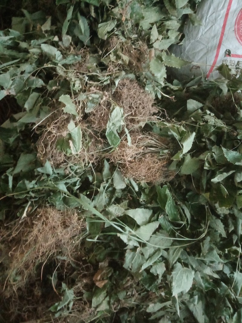 正品柔毛淫羊藿产地直发高含量干度好