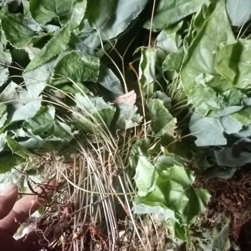正品柔毛淫羊藿产地直发高含量干度好