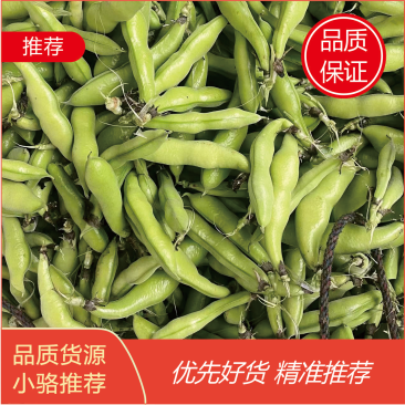 四川蚕豆大白胡豆二白胡豆货真价实大小车通接