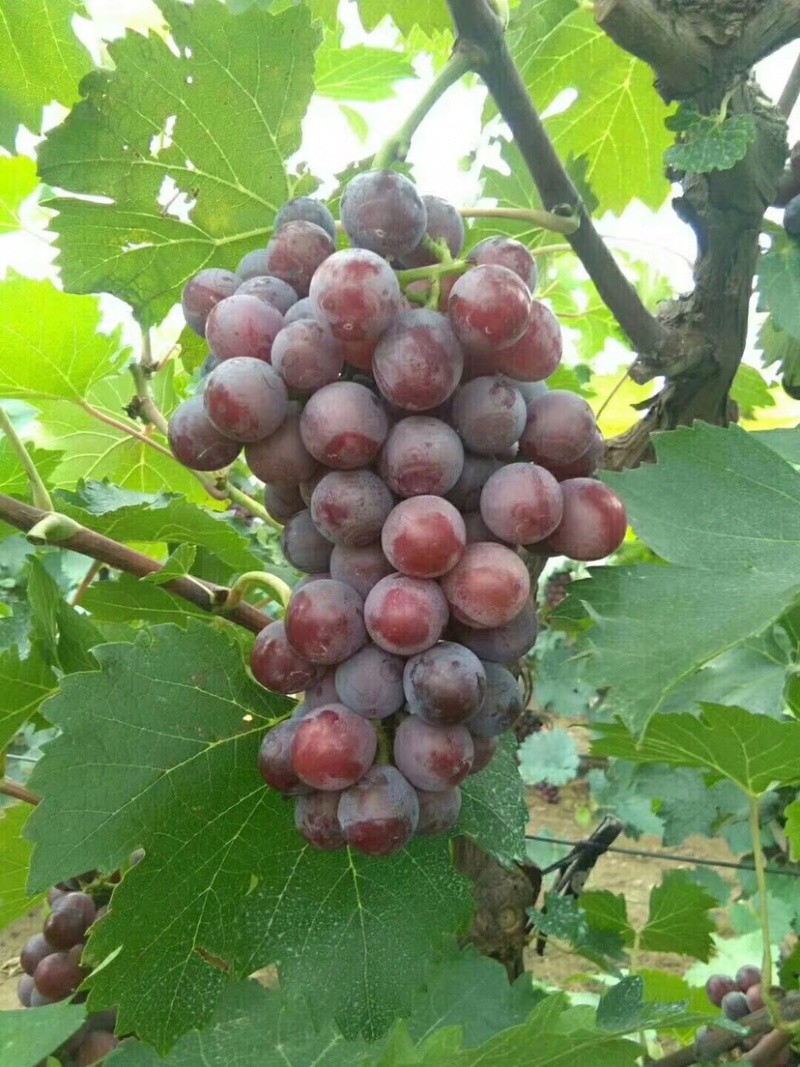 编号黑03万亩套袋夏黑葡萄基地供应！{深泽分部}