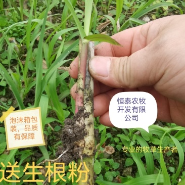巨菌草种节/牧草苗/巨菌草种苗高产型牧草种子多年生