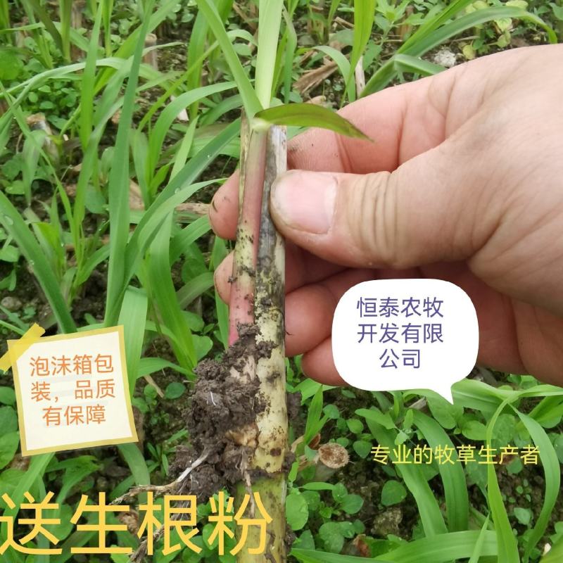 巨菌草种节/牧草苗/巨菌草种苗高产型牧草种子多年生