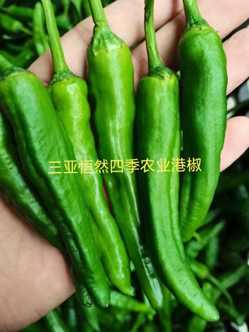 小鲜椒（港椒），富贵小辣椒，小奶甜椒，小彩椒/樟树椒