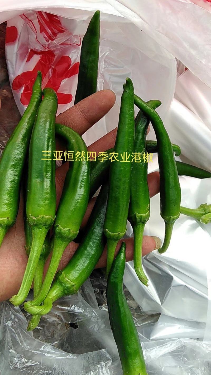 小鲜椒（港椒），富贵小辣椒，小奶甜椒，小彩椒/樟树椒