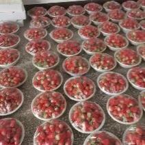 济南奶油草莓—诚招各大水果加工企业前来收购草莓果汁果酱厂