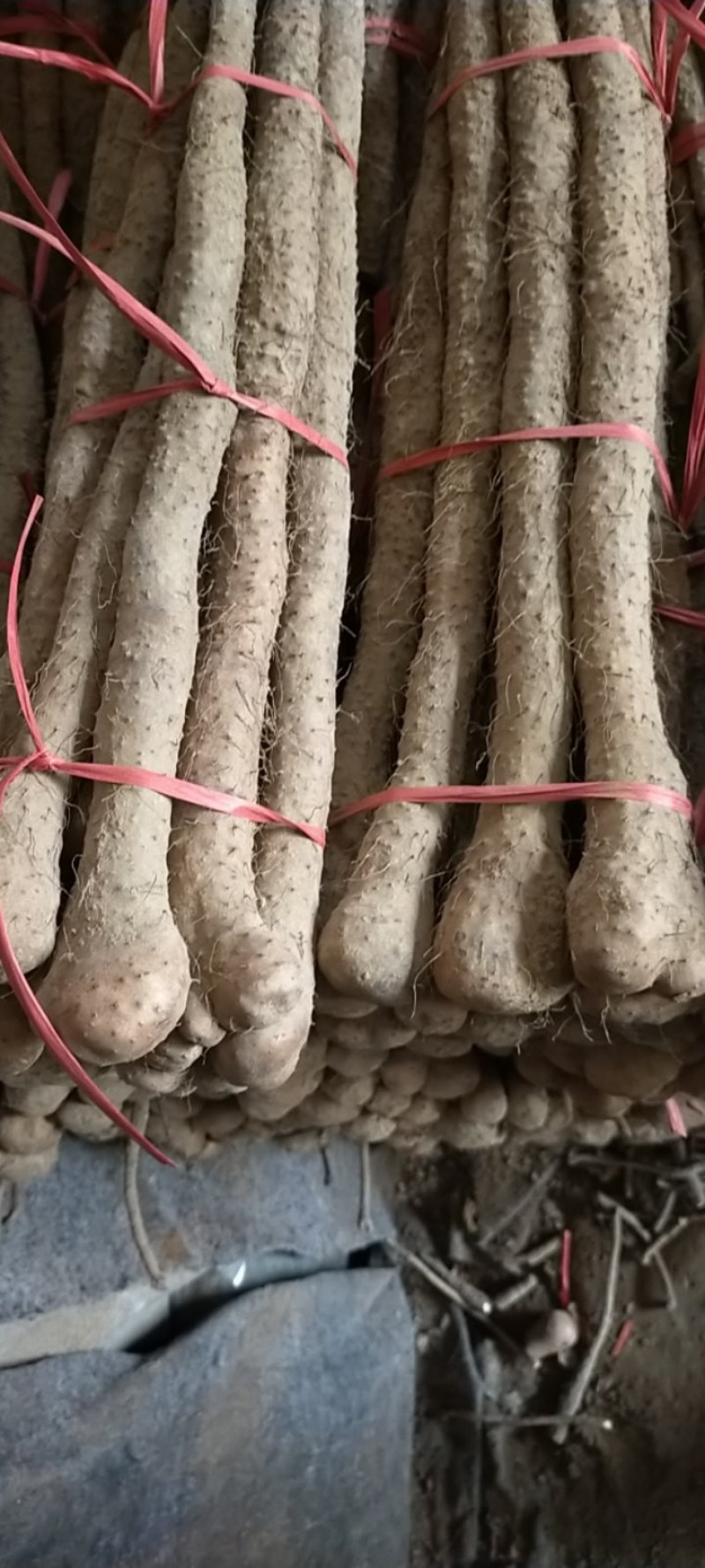 铁棍山药