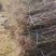 枣树苗古枣树冬枣树苗金丝枣苗基货源，基地现挖可