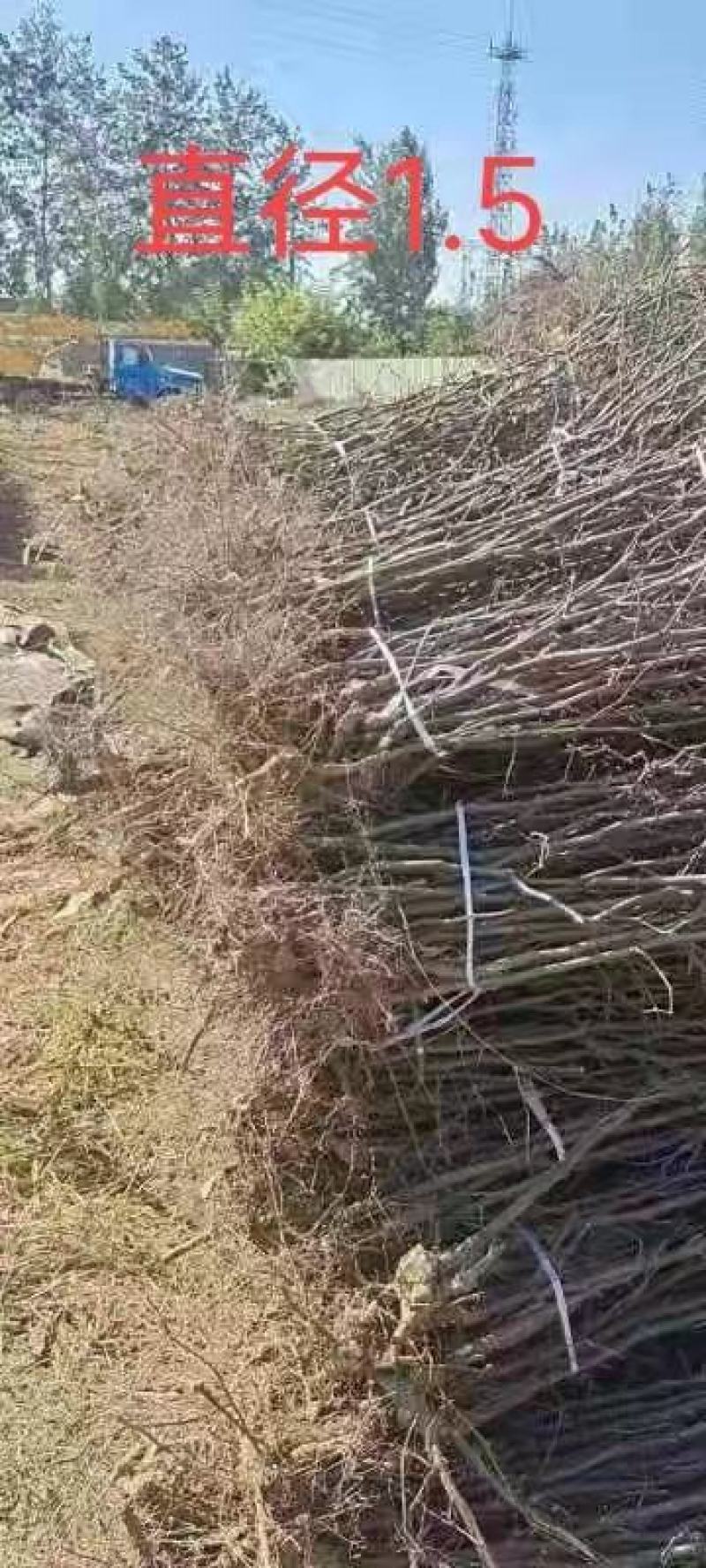 枣树苗古枣树冬枣树苗金丝枣苗基货源，基地现挖可