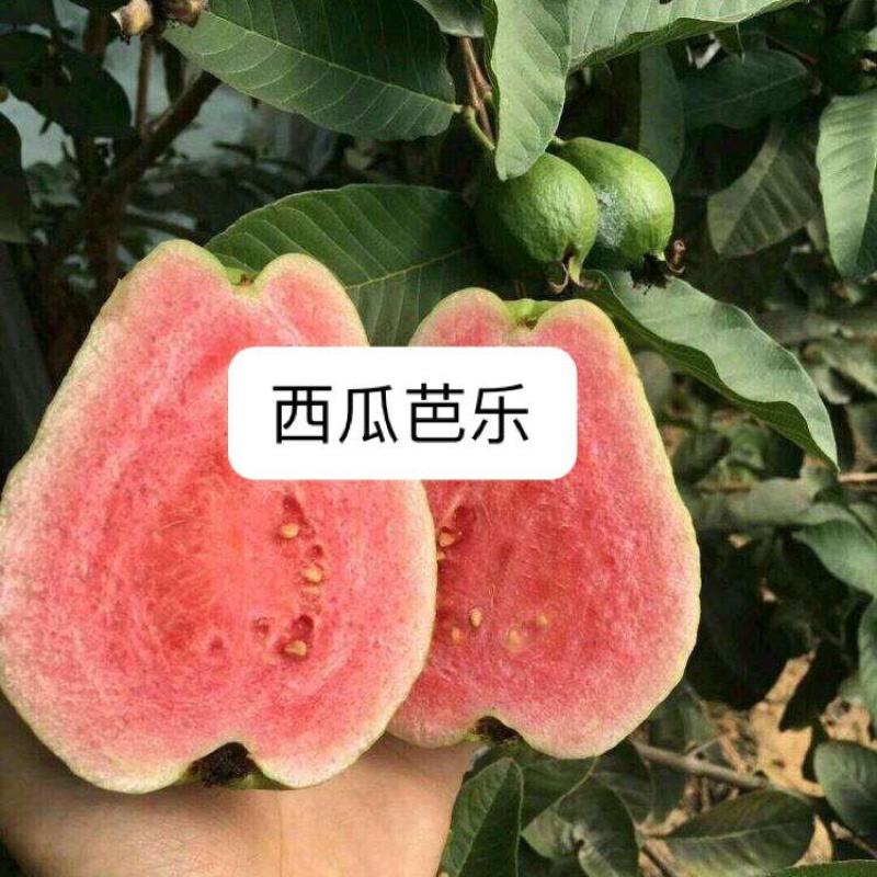 《热卖》胭脂红番石榴苗香甜软糯四季开花当年结果盆栽庭院