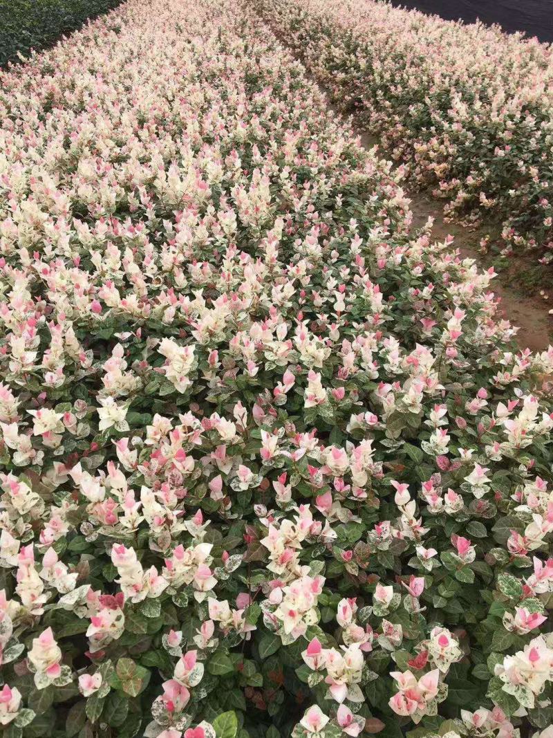 花叶络石地苗杯苗彩色植物20一50公分基地直销