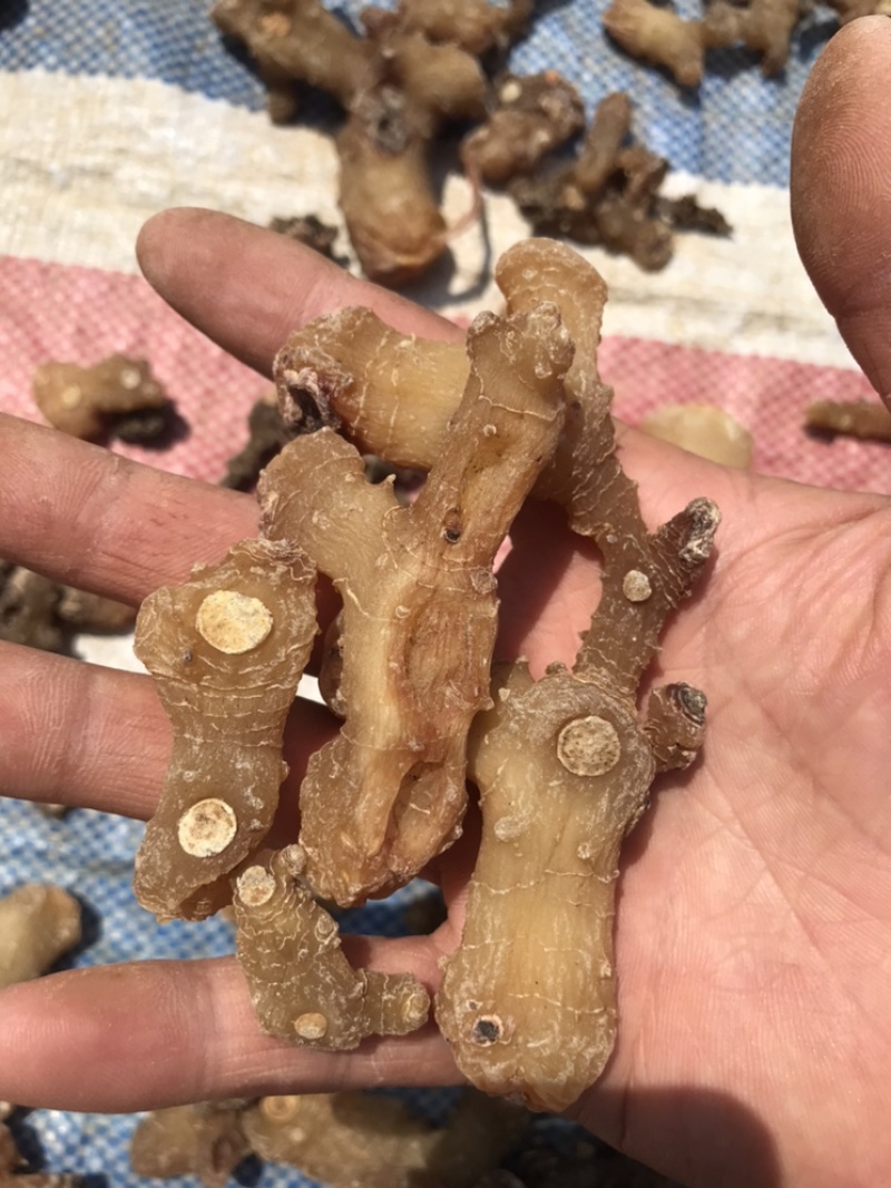 黄精