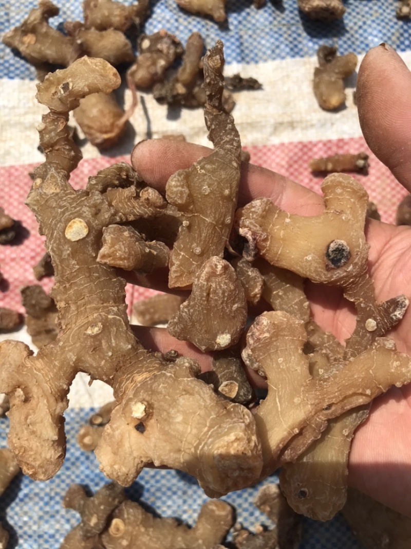 黄精