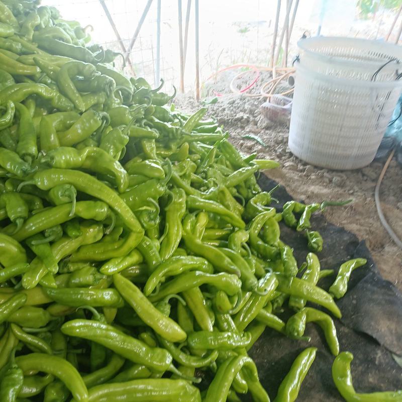 B级次品黄皮椒，次品，b级椒菜椒，量大质优，b级