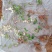 花叶络石地苗杯苗彩色植物20一50公分基地直销