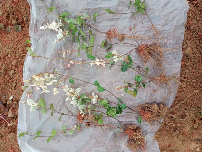 花叶络石地苗杯苗彩色植物20一50公分基地直销