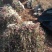 花叶络石地苗杯苗彩色植物20一50公分基地直销