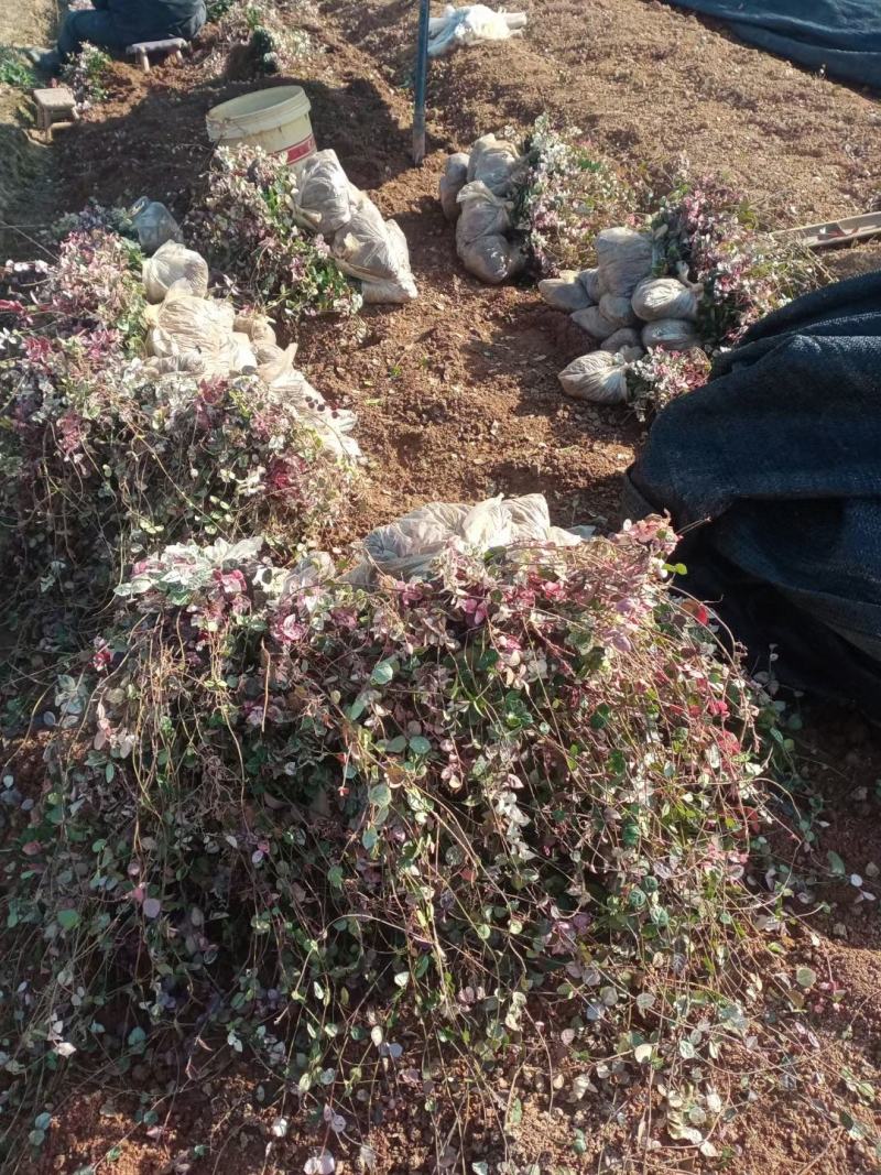 花叶络石地苗杯苗彩色植物20一50公分基地直销