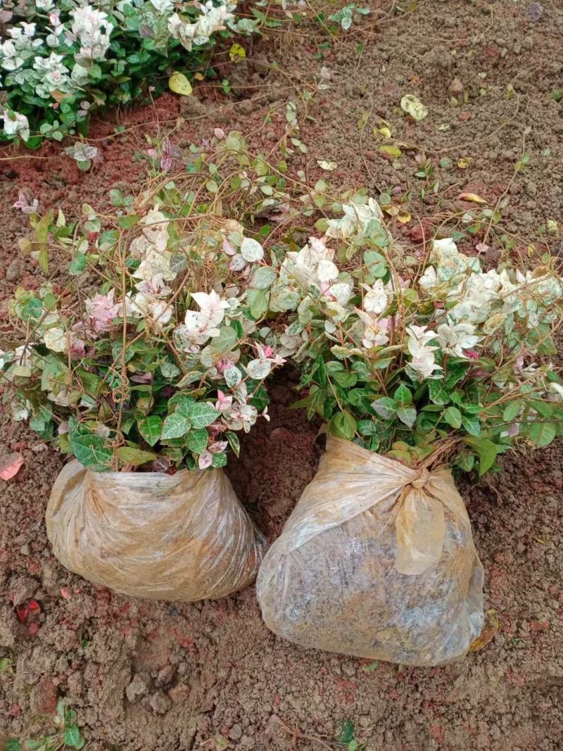 花叶络石地苗杯苗彩色植物20一50公分基地直销