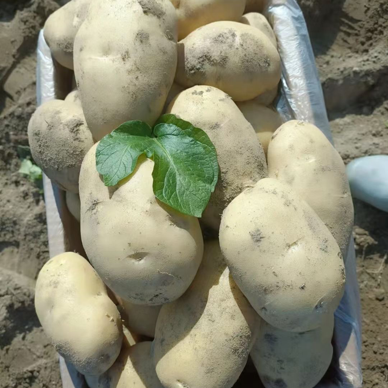 丽薯六号土豆