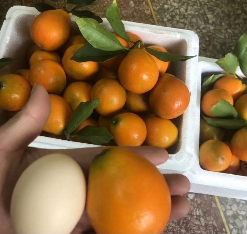 融安特大果脆皮滑皮金桔果树苗嫁接苗脆蜜金柑苗当年结果