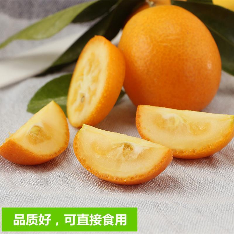 融安特大果脆皮滑皮金桔果树苗嫁接苗脆蜜金柑苗当年结果