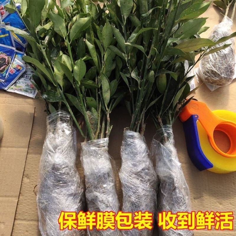 融安特大果脆皮滑皮金桔果树苗嫁接苗脆蜜金柑苗当年结果