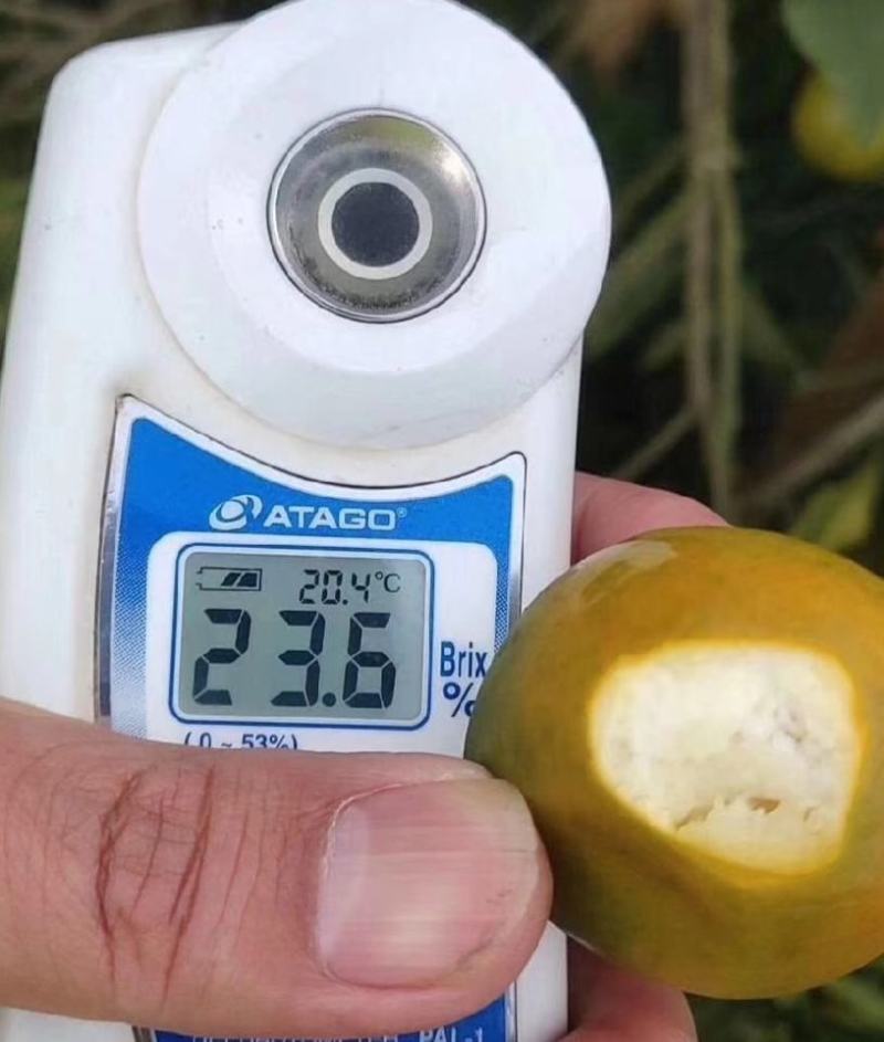 融安特大果脆皮滑皮金桔果树苗嫁接苗脆蜜金柑苗当年结果