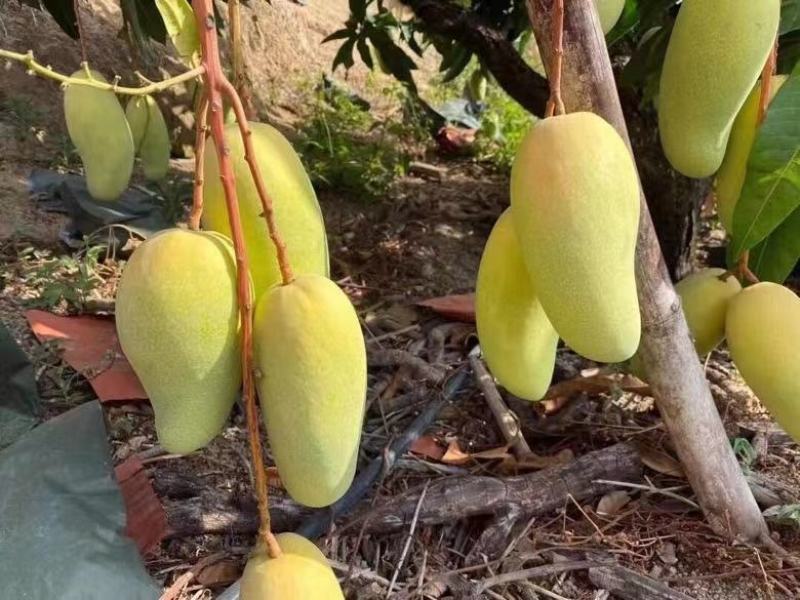 【支持一件代发】海南金煌芒(甜心芒)核薄肉肥生熟两吃