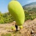 【支持一件代发】海南金煌芒(甜心芒)核薄肉肥生熟两吃