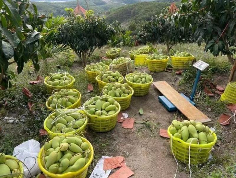 【支持一件代发】海南金煌芒(甜心芒)核薄肉肥生熟两吃