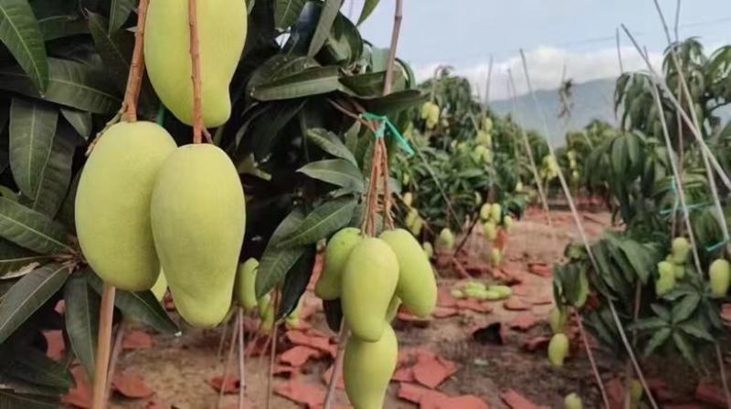 【支持一件代发】海南金煌芒(甜心芒)核薄肉肥生熟两吃