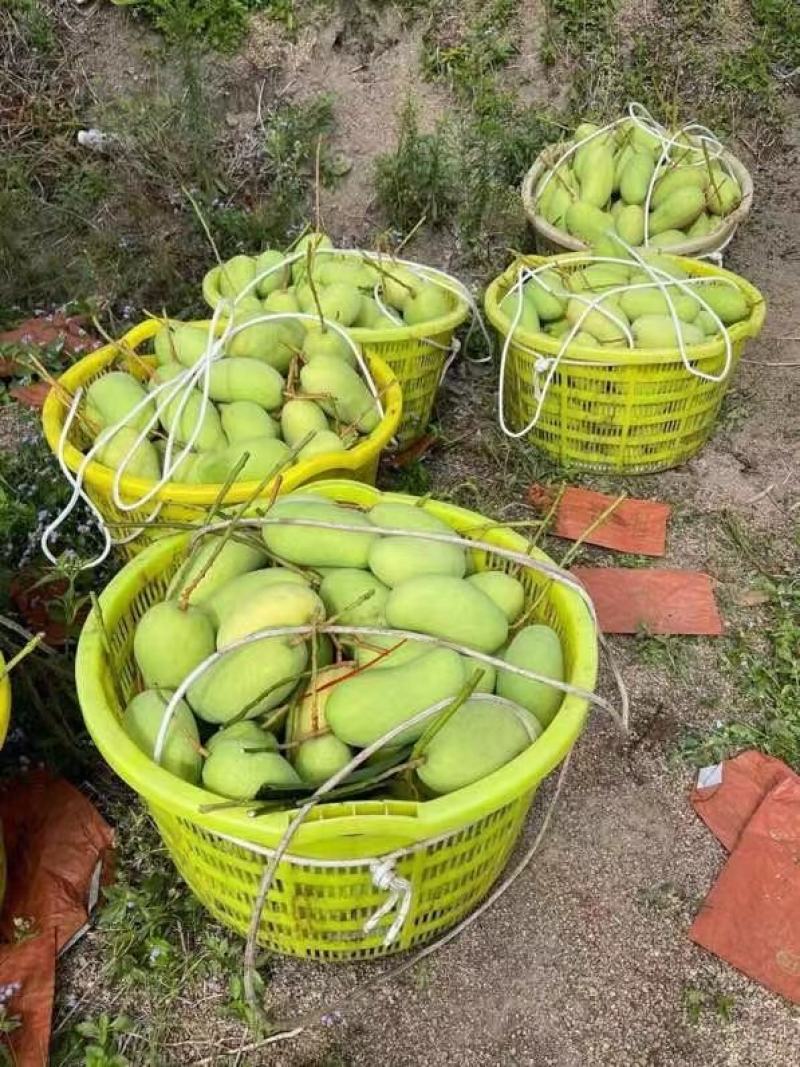 【支持一件代发】海南金煌芒(甜心芒)核薄肉肥生熟两吃