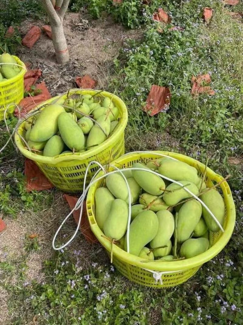 【支持一件代发】海南金煌芒(甜心芒)核薄肉肥生熟两吃