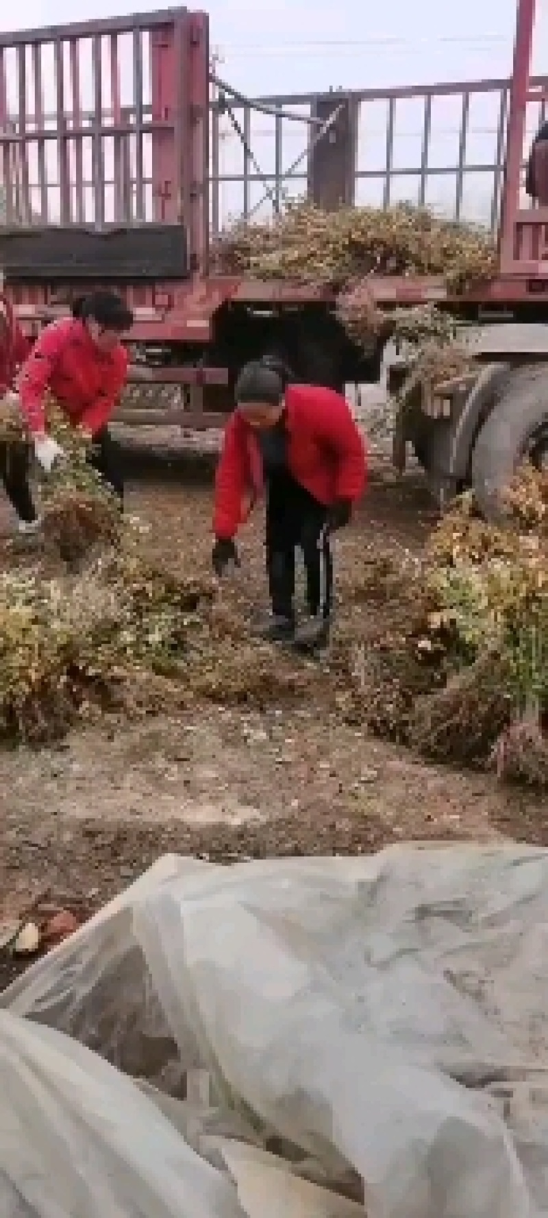 大量批发红叶小檗苗，红叶小檗工程苗，红叶小檗球精选